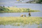 Brown bear familiy in the river