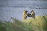 Two young brown bears in playful fight