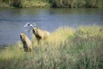 Mother Brown Bear and cub assess the situation