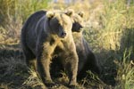 Two brown bears in the morning sun