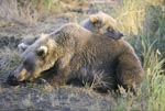 Two brown bears at rest