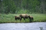 Three brown bears walk along the river