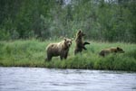Brown Bear with Cubs on a salmon river