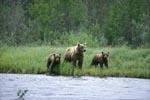 Sow with her cubs travelling along the River