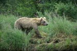 Brown Bear wanders in high river grass