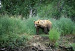Brown Bear in the grass on the bank