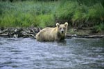 Brown bear begins salmon hunting in the river