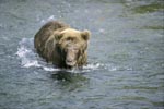Brown bear sees a fish in shallow water