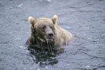 Brown Bear has surfaced without salmon