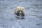 Brown bear after unsuccessful diving 