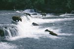 Brown bears hunting salmon at Brooks River falls