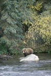 Brown bear on a stone in the river