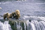 Mother Brown Bear with two cubs at waterfall