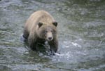 Young brown bear catching salmon in the river