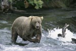 Brown Bear (Ursus arctos horribilis)