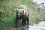 Brown Bear at a bend in the river