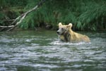 Brown bear is dipped for a salmon
