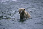 Salmon-fishing brown bear in the river
