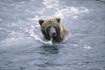 Brown bear in the river