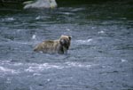 Brown bear in river looking for banks