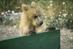 Curious Brown Bear cub