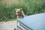 Brown Bear cub is supported on the car