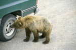 Brown Bear cub examines Hubcap