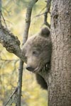 Little Brown Bear assesses the situation from the tree