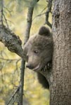 The little brown bear looking curiously from the tree