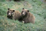 Two young Brown Bears on the river bank