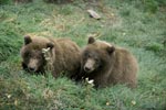 Two young brown bears at rest
