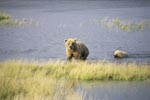 Sow with her cub going ashore