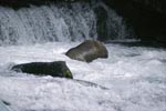 Diving brown bear at the waterfall