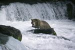Brown bear in raging waters