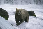 Dominating Brown Bear at the waterfall