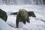Brown bear looking for salmon in strong currents