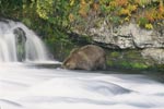 Brown bear looking for salmon at the waterfall