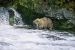Brown Bear below the waterfall