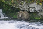 Brown bear looking for salmon below the Brooks waterfall