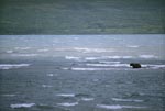 Brown Bear in a storm in the lake