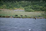 Three brown bears on the river bank