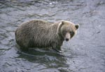 Brown Bear in midstream