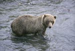 Brown bear hunting for salmon in Brooks River