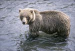 Brown Bear looks critical to the riverbank