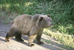 Brown bear cub sees big bear