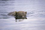 Brown Bear (Ursus arctos horribilis)
