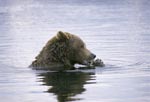 Brown bear with salmon in the River Center