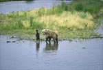 Sow with her spring cub on the river bank