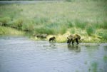 Sow with her spring cub on the river bank
