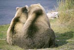 Back view of two brown bears